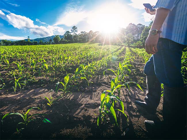 pignoramento terreno agricolo