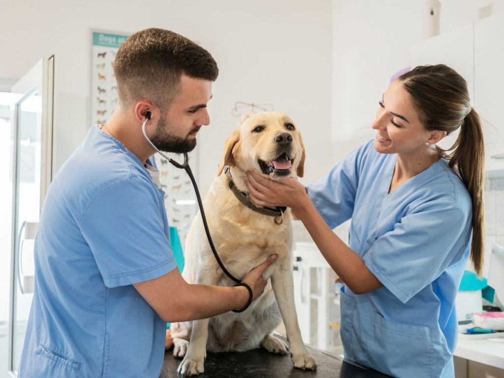 spese veterinarie nel 730 si possono detrarre