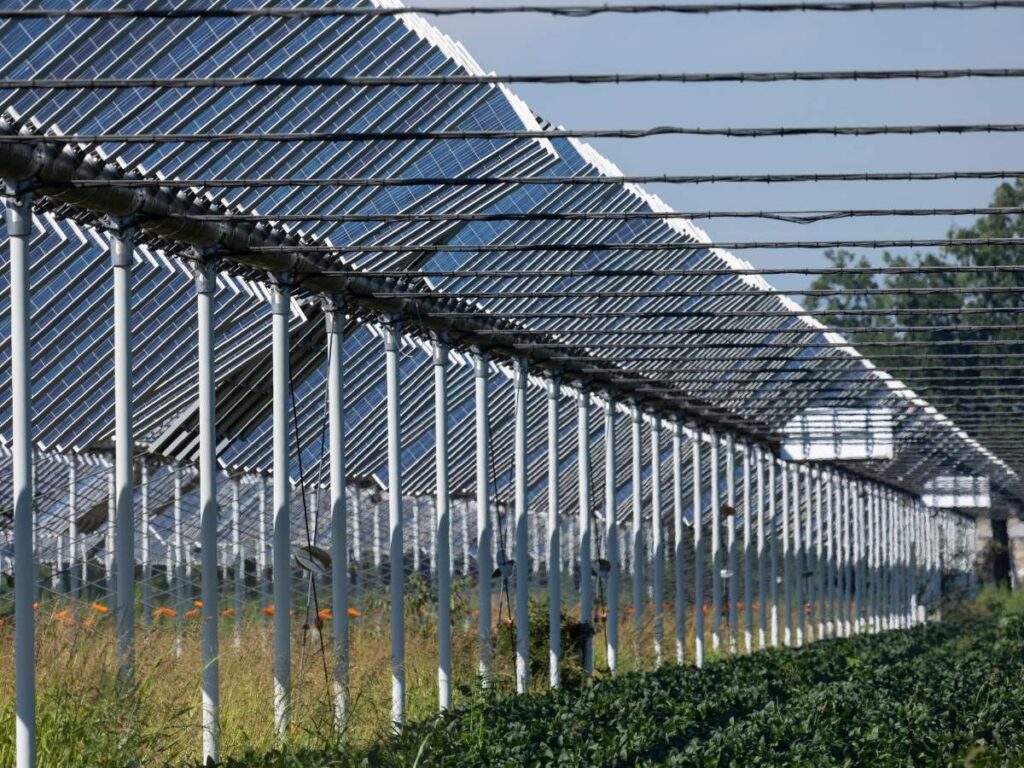 Bonus agrivoltaico 2024 bando e scadenze