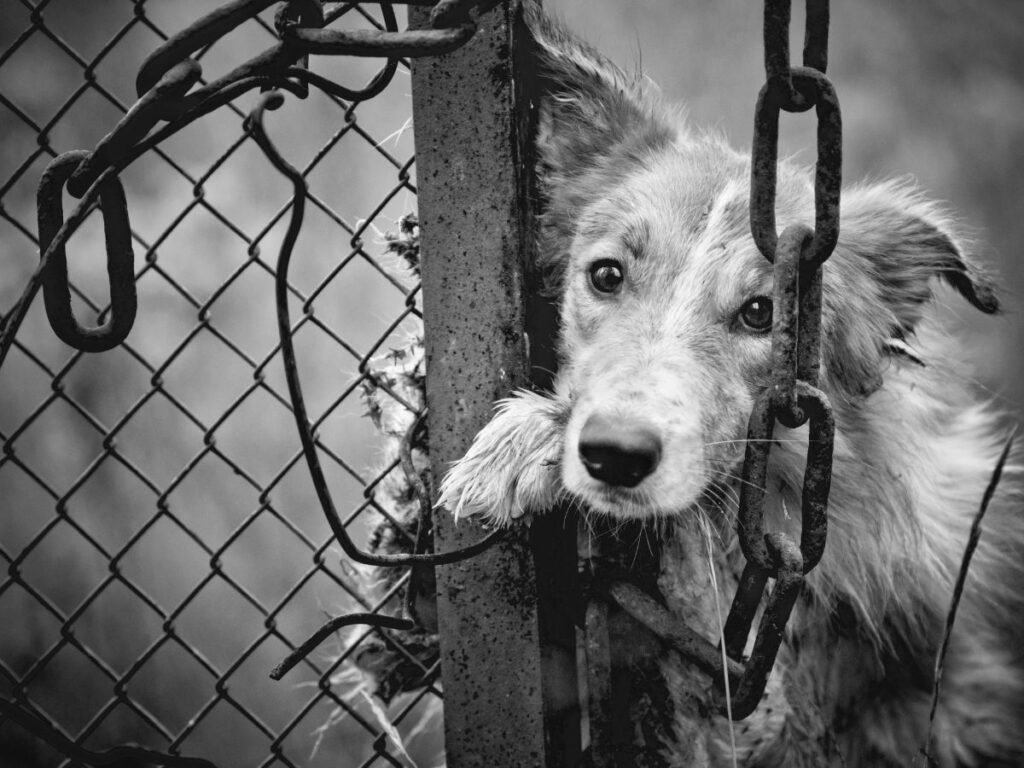 Denuncia maltrattamento animali come presentarla