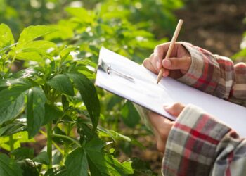 servizio civile agricolo