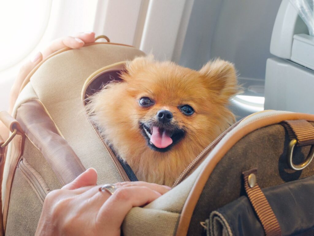 animali a bordo in aereo, scatta la polemica