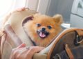 animali a bordo in aereo, scatta la polemica
